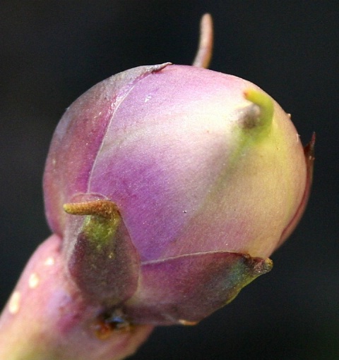 Moonflower, pre-bloom
