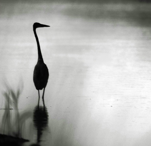 Great Blue Heron Silhouette