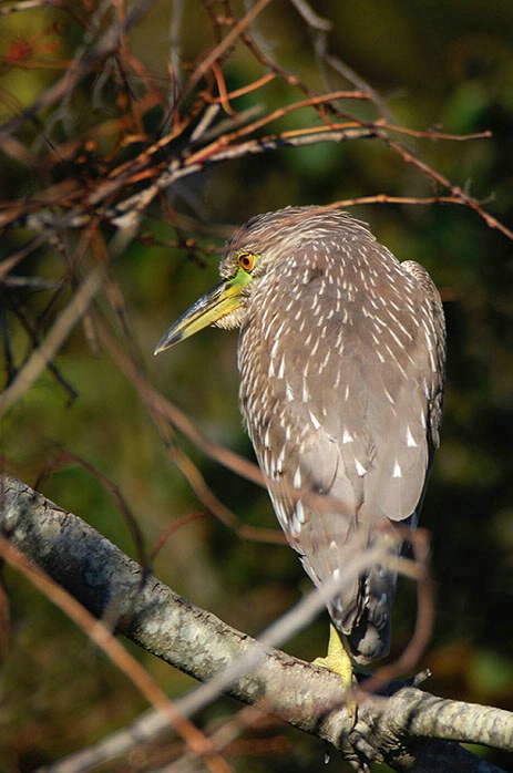 Black Crowned Night Heron