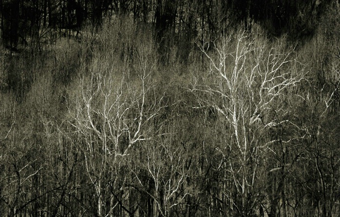 Sycamore Trees Berkley Springs, W. Virginia