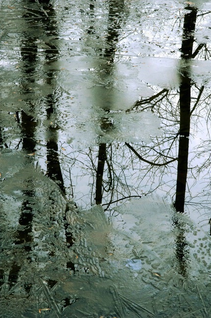 Icy Trees