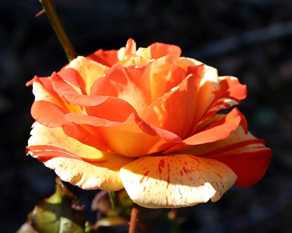Orange striped rose
