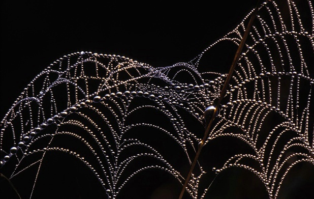 Dewy Spider Web