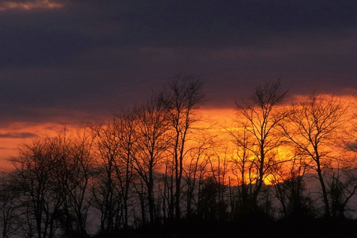 Winter Trees