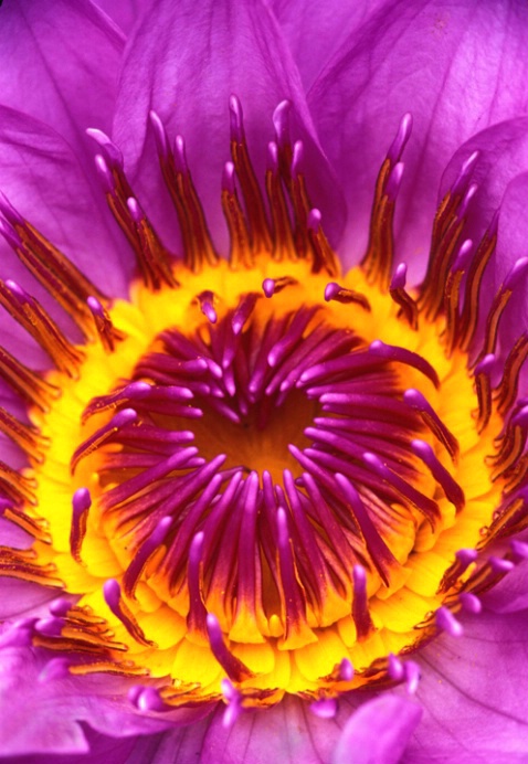 Purple Water Lily