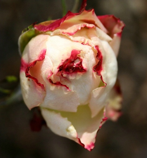 Frost bitten rosebud