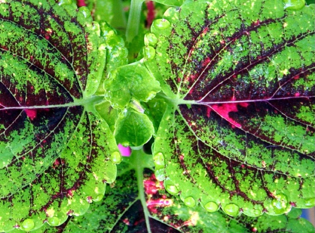Coleus tears