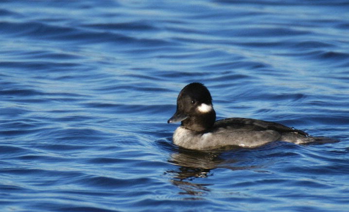 Bufflehead Duck