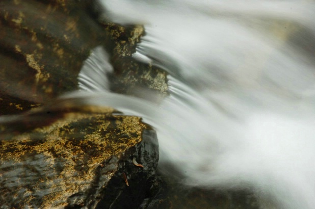 Herring Run Close Up