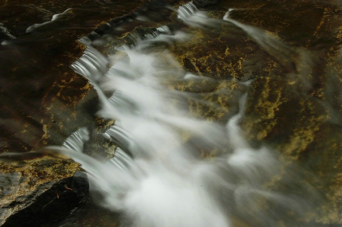 Herring Run Close Up 2