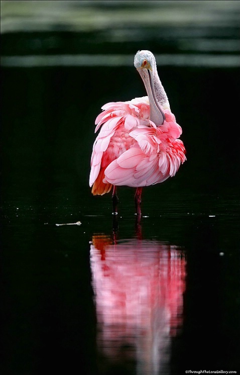 Roseatte Spoonbill