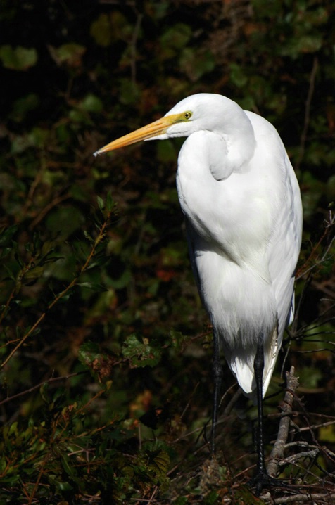 Great Egret