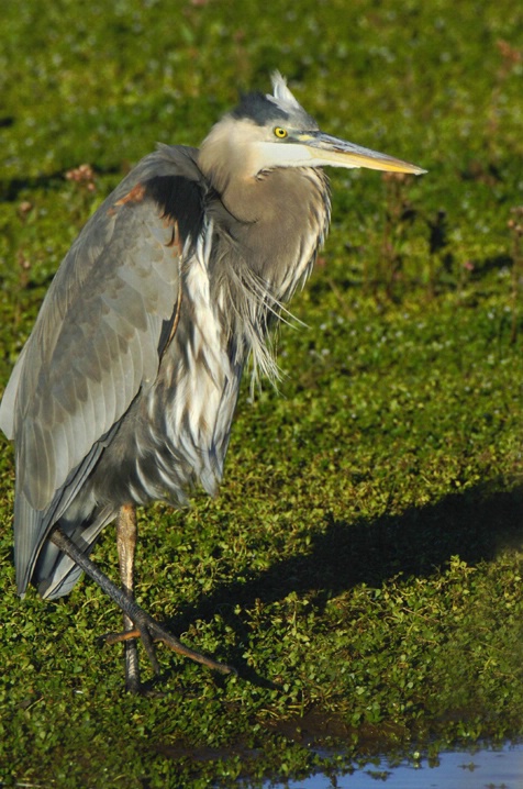 Great Blue Heron