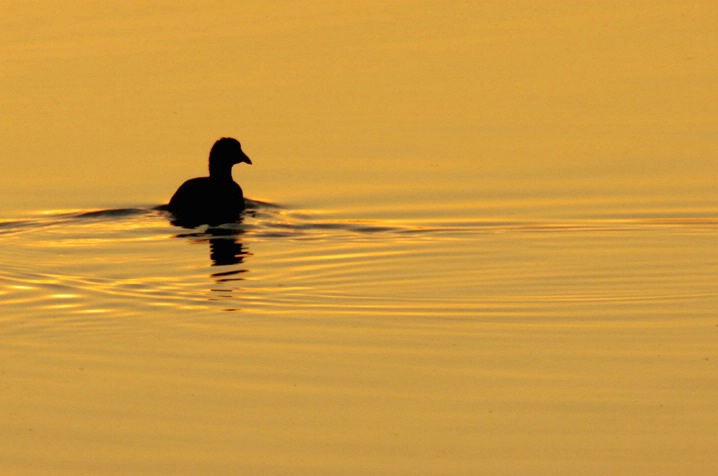 Pied-billed Grebe