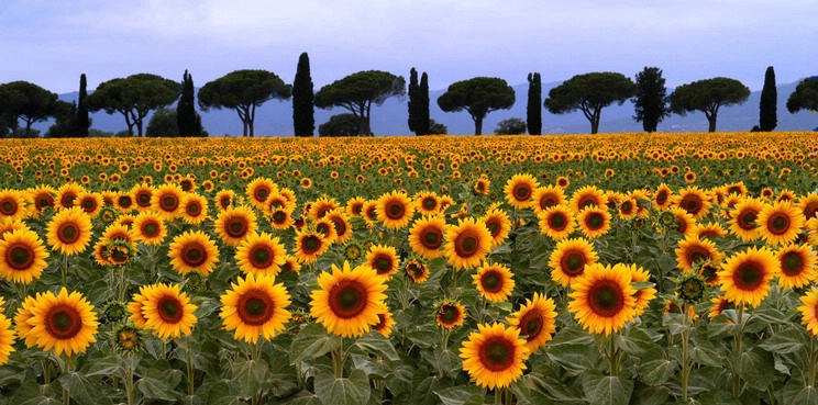 Tuscan Flowers