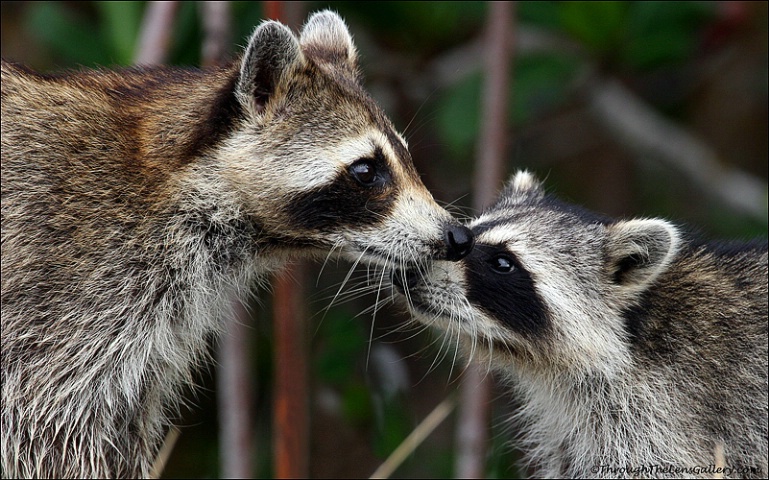 Racoons