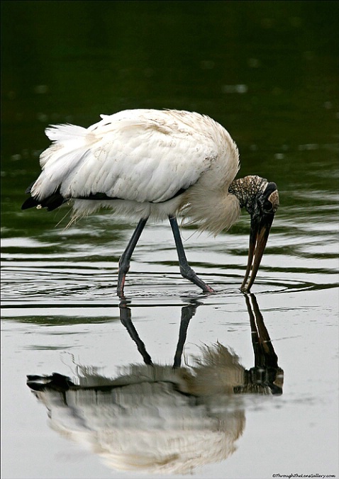 Woodstork