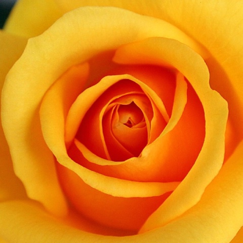 Inside the yellow rose