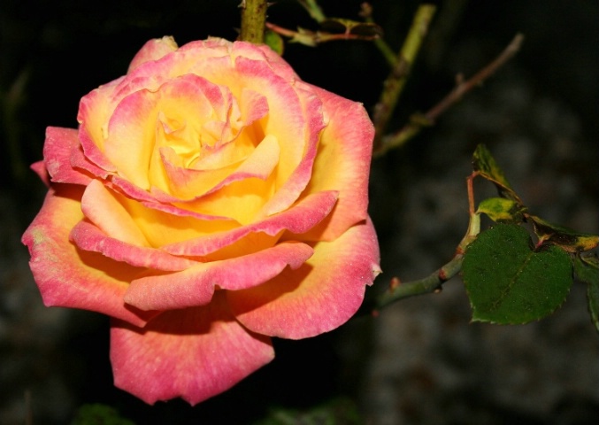 Yellow and Pink Rose