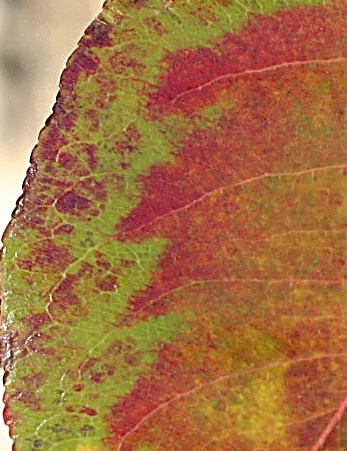 Leaf Patterns