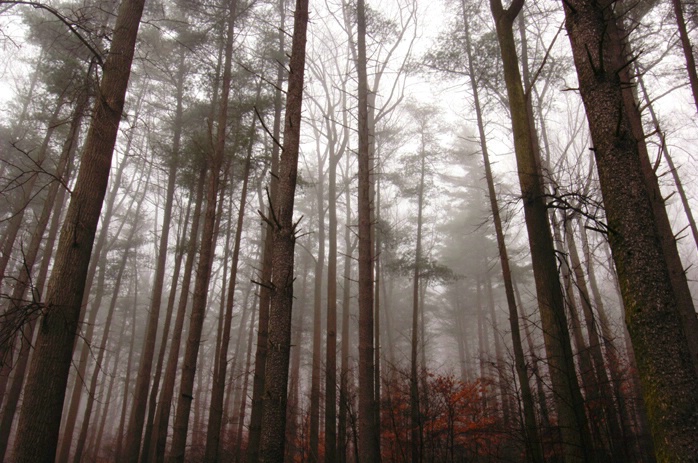 Pine Forest