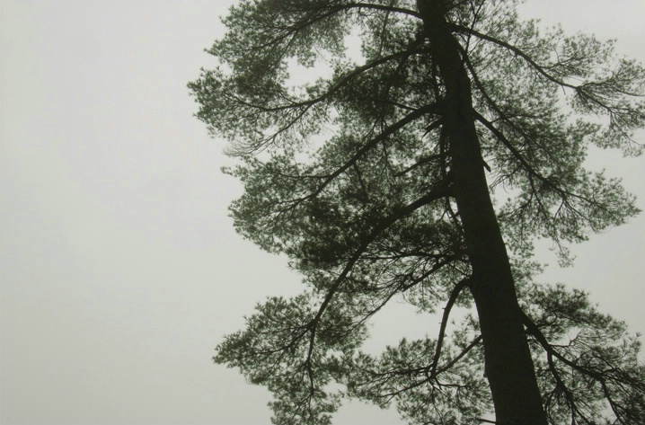 Pine Tree Silhouette