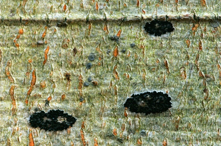 Bark Abstract