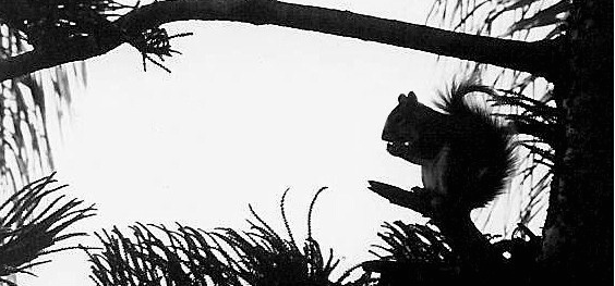 Squirrel Silhoutte