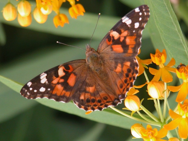 Butterfly and Milkweed