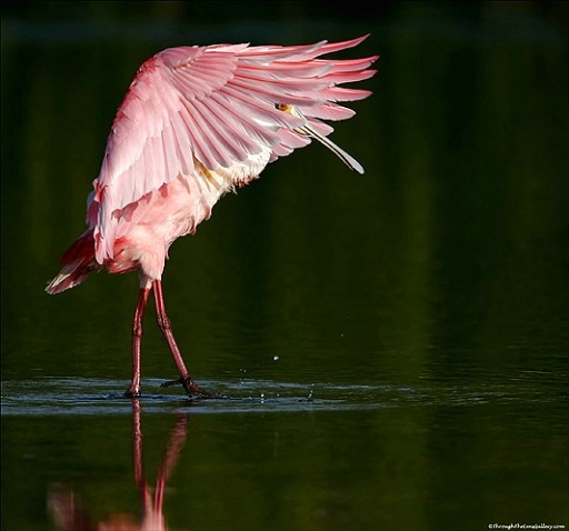 Water Ballet... 