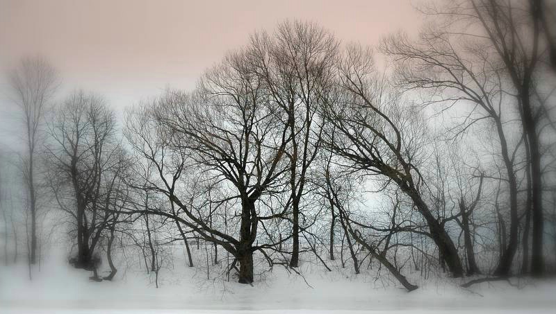 The Winter trees