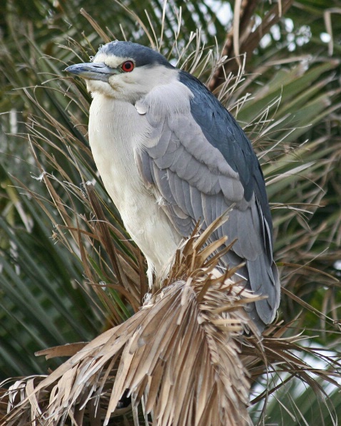 Night Heron Roosts in Palm Tree
