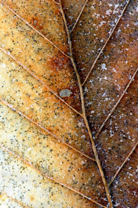 Icy Beech Leaf