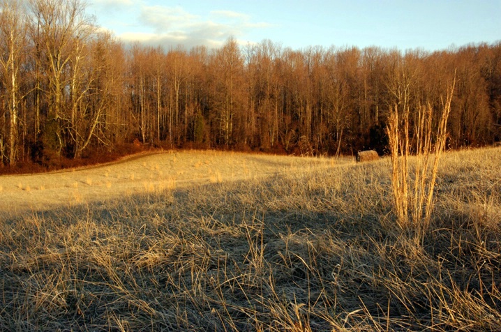 Golden Meadow