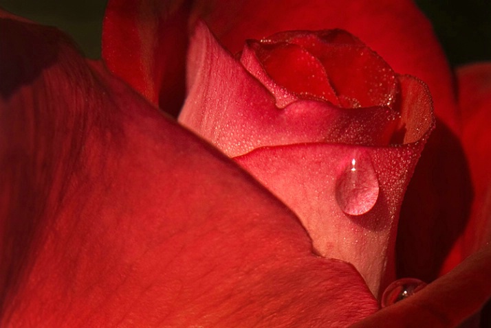 Teardrop