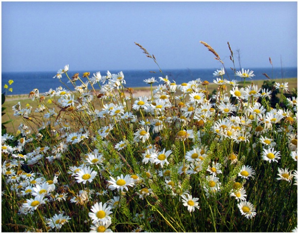 Nantucket Daisies #133