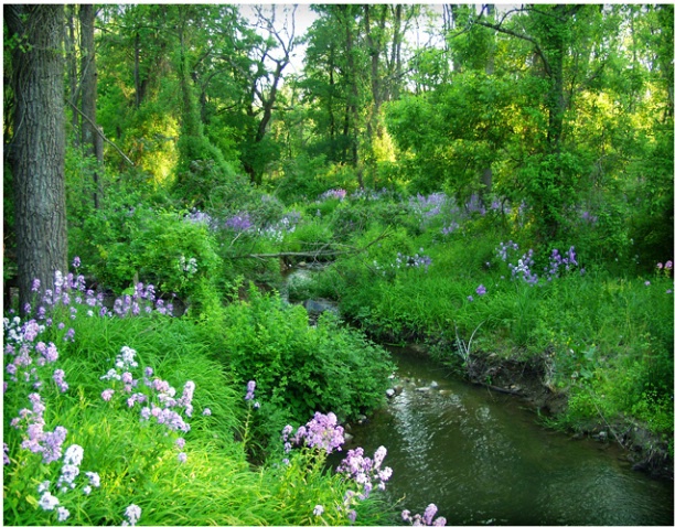 Stream and Flowers #146