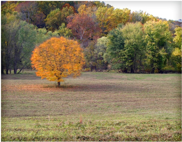 Pumpkin Tree #168