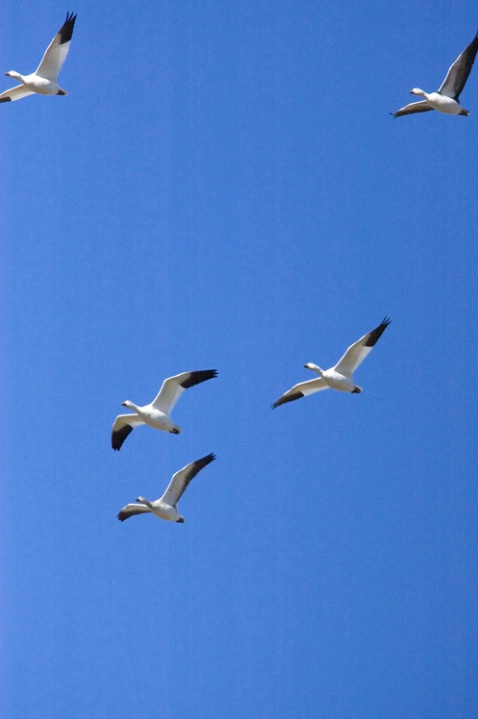 Snow Geese