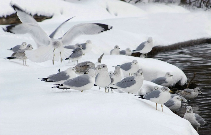 Seagull Huddle