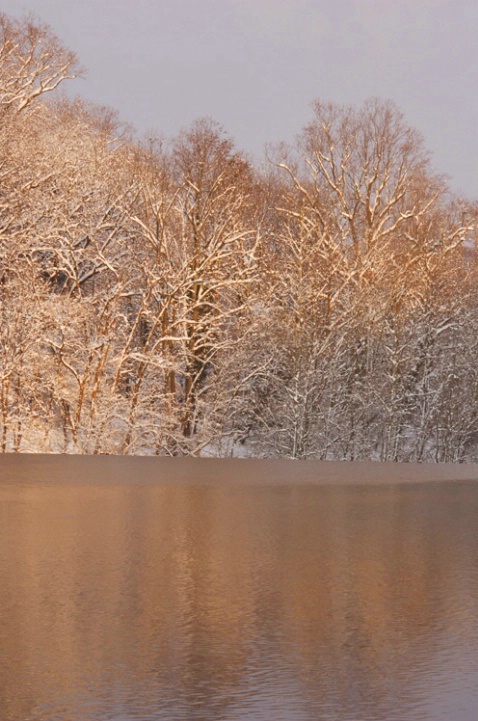 Winter Reflections