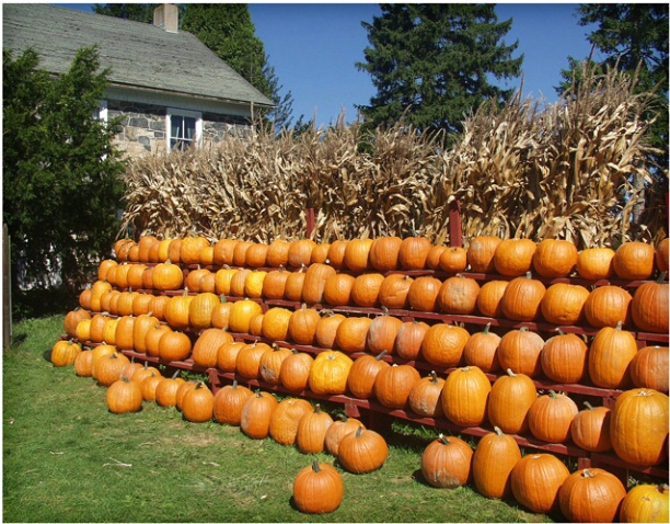 Pumpkins For Sale #183