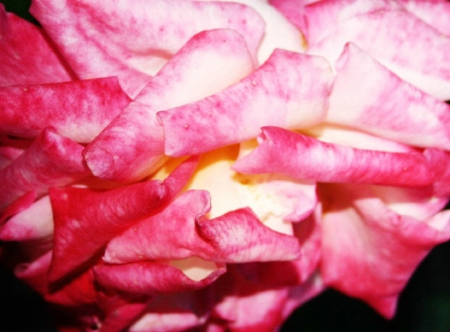 A rose by any other name...