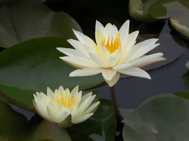 Water Lily and bloom