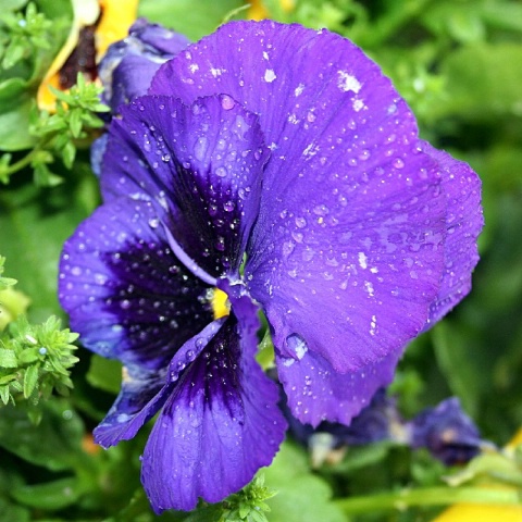 Purple Rain
