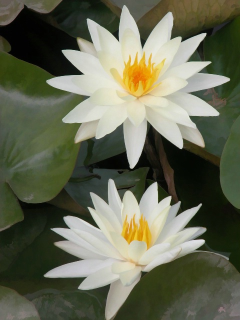 Water Lily Duet