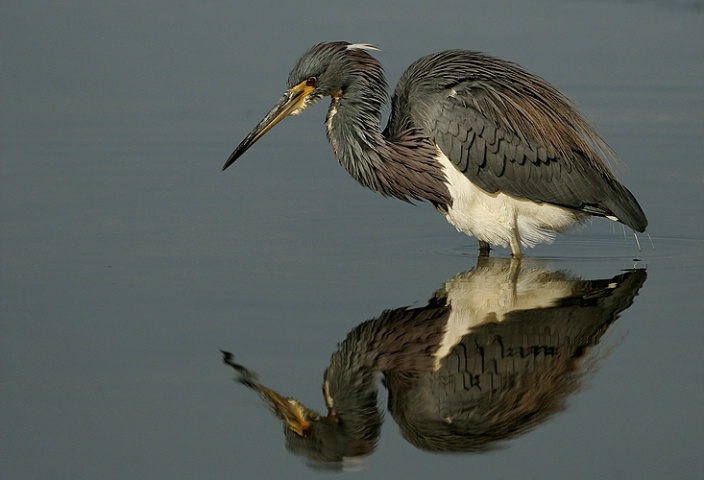 Mirror, Mirror of the pond...
