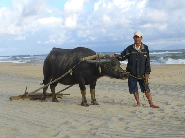 Water Buffalo on Hoi An Beach