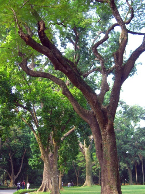 Hanoi Park