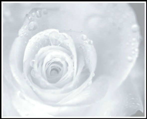 dew drop rose